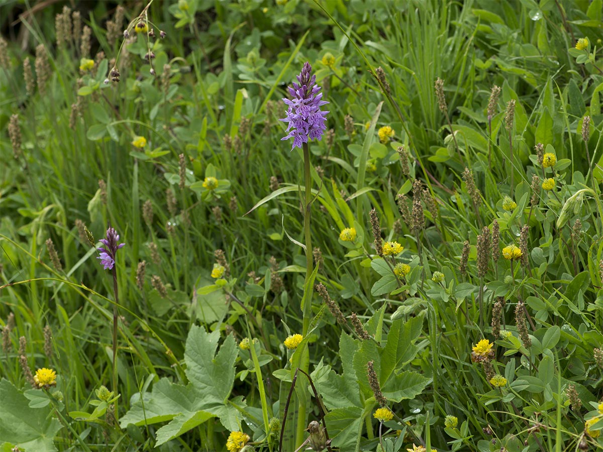 Dactylorhiza fuchsii